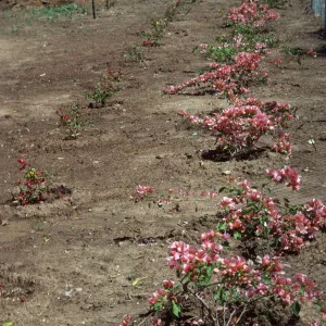Two lines of low plants, one small and having dark pink flowers and the others larger with longer branches covered in pink flowers grow in a field of soil beside a chain-link fence. 