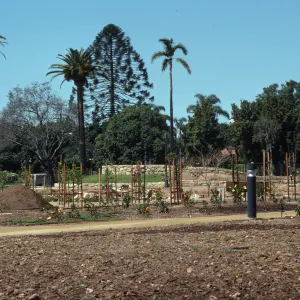 Young trees supported by trellises and smaller plants flowering in yellows and reds grow in soil beds between stone paths... 