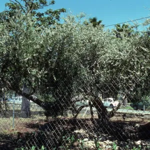 A large tree with a mostly horizontal trunk, small, dark green leaves and small, white flowers behind a chain-link fence. 
