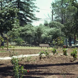 A path of large stones passes between two huge palm trees, through a field of soil dotted with small plants.
