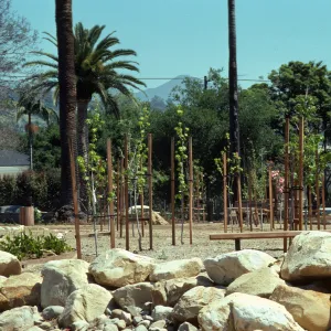 Several young, slender trees grow between wooden trellises in a field of soil bordered by large stones. Wooden benches are visible in front of and behind the trees. 