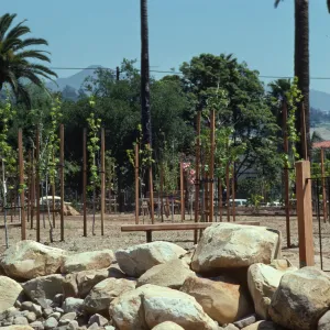 Several young, slender trees grow between wooden trellises in a field of soil bordered by large stones. Wooden benches are visible in front of and behind the trees, and the end of a wood and metal fence is visible behind the rocks. 