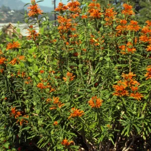 A large bush with narrow leaves. Branches of the bush end in orange flowers with cylindrical petals. 