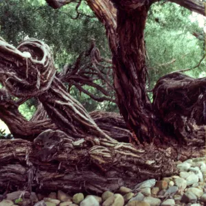 A large, multi-trucked tree with twisted, bark covered in crevasses. 
