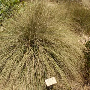 Plants used in basketry