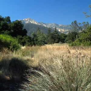 Meadow at SBBG