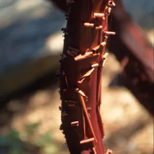 Arctostaphylos (Manzanita) , peeling red bark