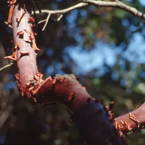 Arctostaphylos (Manzanita) , peeling red bark