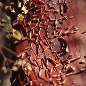 Arctostaphylos (Manzanita) , peeling red bark