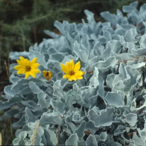 plant at SBBG