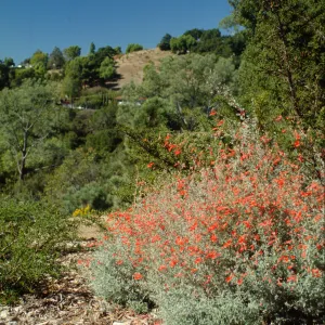 view across Mission Canyon, from Porter Trail