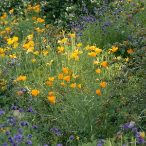 Eschscholzia (California Poppy)