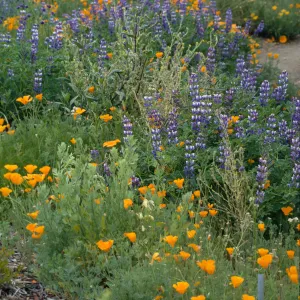 Eschscholzia (California Poppy), Lupinus (Lupine) in bloom