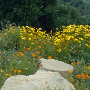 Eschscholzia (California Poppy)