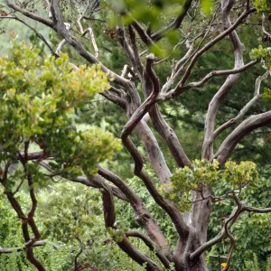 Arctostaphylos (Manzanita)