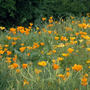 Eschscholzia, field of poppies (California Poppy)