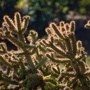 Cactus, drought 1990