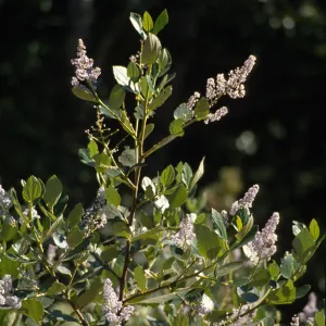 flowering bush