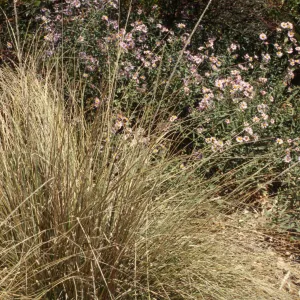 plant featured in SBBG lecture 'Grasses for Indian Basket'