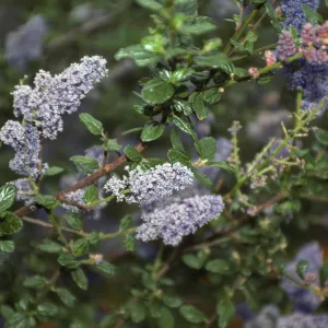 Ceanothus (California Lilac) in bloom