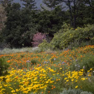 SBBG Meadow