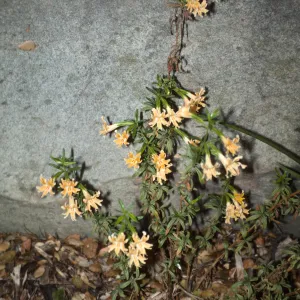 Mimulus aurantiacus