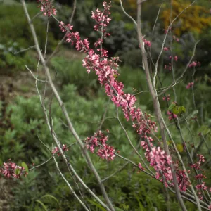 Cercis occidentalis