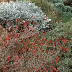 plant featured in SBBG 'Blue and Grey Plants Tour'