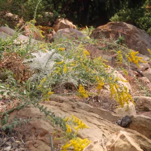 yellow flowering plant, SBBG