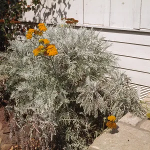 Eriophyllum nevinii