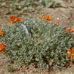 Gazania 'Copper King'
