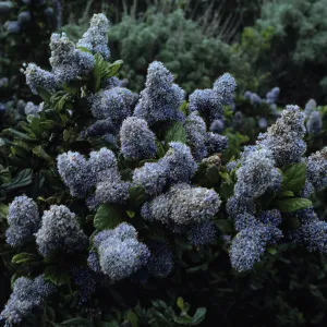 Ceanothus (California Lilac)