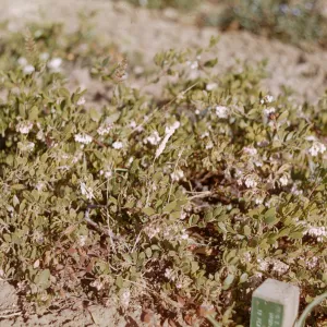 Arctostaphylos (Manzanita) at SBBG