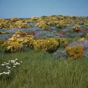 Achillea (yarrow), Coreopsis and Castilleja (Paint brush)on Middle Anacapa Island