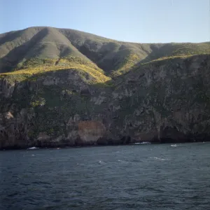 West Anacapa Island, Quercus tomentella