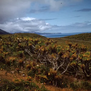 Center of East Anacapa Island, Ridges covered with Coreopsis gigantea