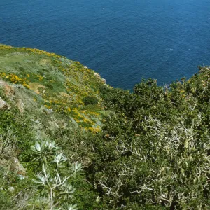 West Anacapa Island, Quercus tomentella
