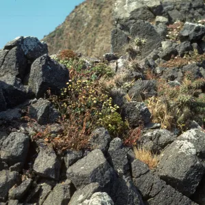 Middle Anacapa Island, Calandrinia, Opuntia (Prickly-pear), South Knife Edge