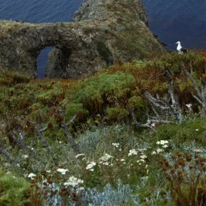 Middle Anacapa Island, Arch West of Sheep Ranch, Achillea (yarrow), Coreopsis, Calystegia (morning glory)