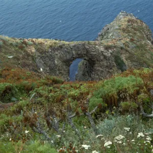 Middle Anacapa Island, annual Malacothrix habitat