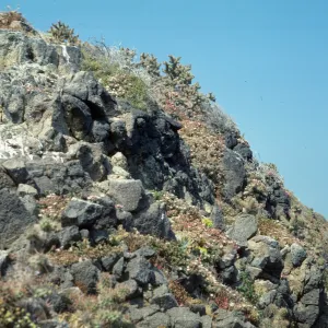 Middle Anacapa Island, South Knife Edge