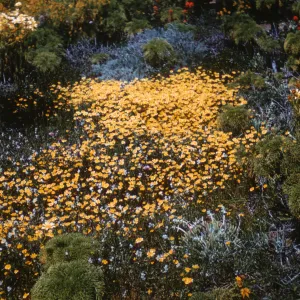 Goldfields on Middle Anacapa Island