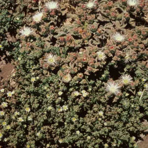 Mesembryanthemum crystalinum