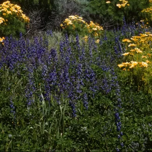 Delphinium north side of Middle Anacapa Island at old sheep ranch