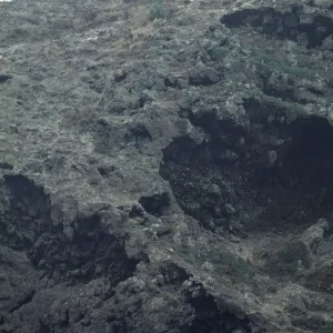 Lavatera on West Anacapa Island