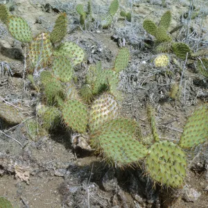 Opuntia, Santa Barbara Island