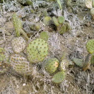 Santa Barbara Island, Opuntia (Prickly-pear)