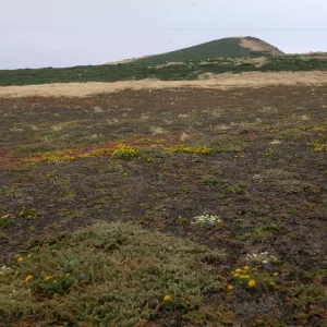 Santa Barbara Island, Malacothrix, Platystemon