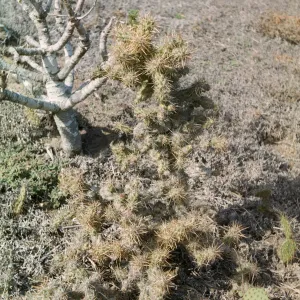 Opuntia, Coreopsis, Santa Barbara Island