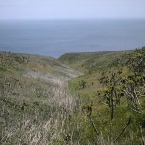 Coreopsis and Malva (Mallow), Santa Barbara Island